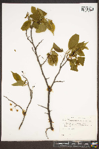 Prunus munsoniana image