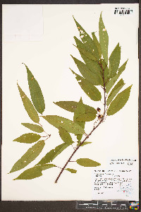 Prunus pensylvanica image