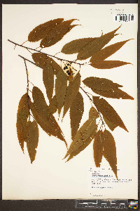 Prunus pensylvanica image