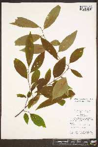 Prunus pensylvanica image