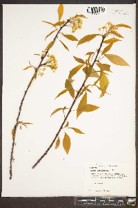 Prunus pensylvanica image