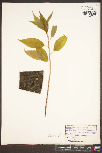 Prunus pensylvanica image