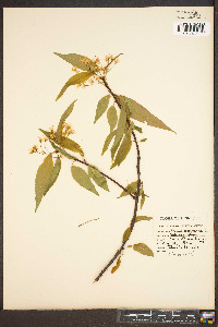 Prunus pensylvanica image