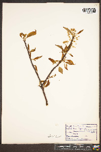 Prunus pensylvanica image