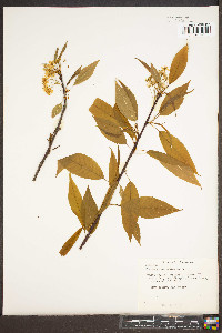 Prunus pensylvanica image