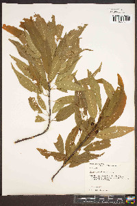 Prunus pensylvanica image