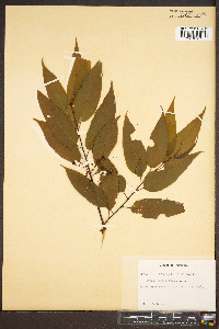 Prunus pensylvanica image