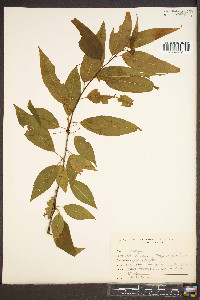 Prunus pensylvanica image