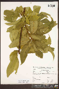 Prunus persica image