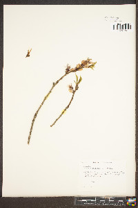 Prunus persica image