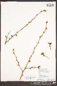 Prunus serrulata image