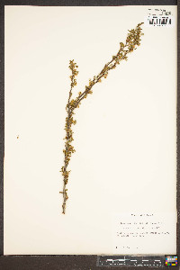 Purshia tridentata image