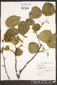 Pyrus calleryana image