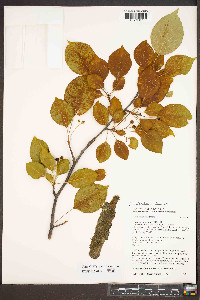 Pyrus calleryana image