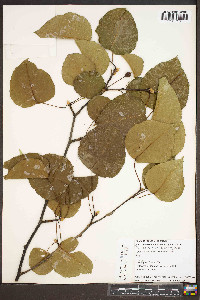 Pyrus calleryana image