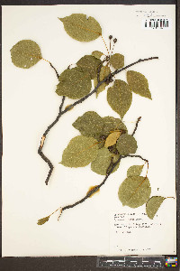 Pyrus calleryana image