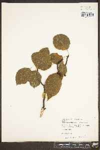 Pyrus calleryana image