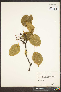 Pyrus calleryana image