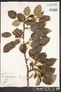 Pyrus communis image