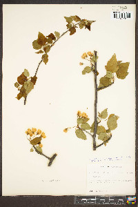 Pyrus coronaria image