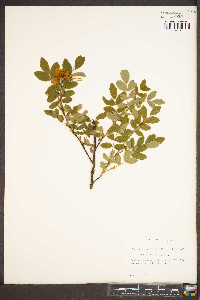 Rosa acicularis image