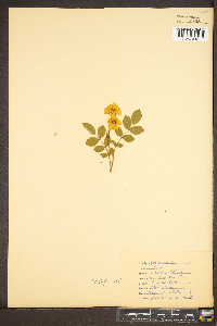 Rosa canina image