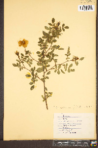 Rosa virginiana image