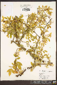 Rosa rubiginosa image