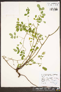 Rosa multiflora image