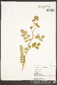 Rosa multiflora image