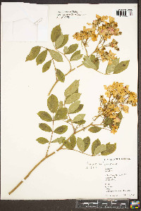 Rosa multiflora image