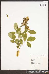 Rosa palustris image