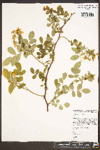 Rosa multiflora image