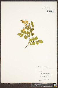 Rosa multiflora image