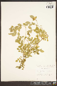 Rosa multiflora image