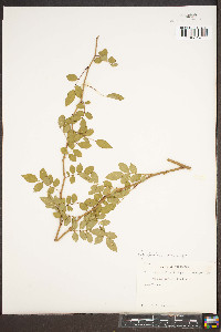 Rosa multiflora image