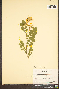 Rosa multiflora image