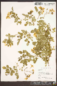 Rosa multiflora image