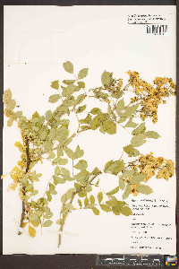 Rosa multiflora image