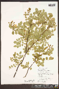 Rosa multiflora image