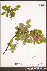 Rosa palustris image