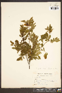 Rosa palustris image