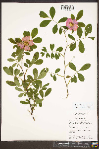 Rosa palustris image