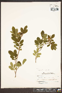 Rosa palustris image