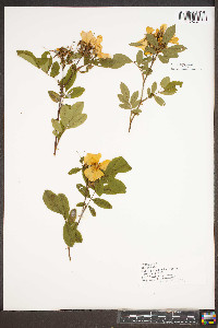 Rosa palustris image