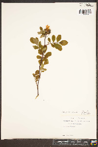 Rosa palustris image