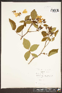 Rosa setigera image