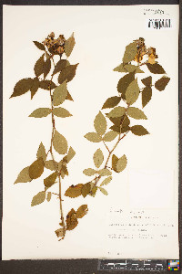 Rosa setigera image