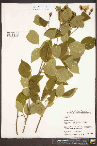 Rosa setigera image