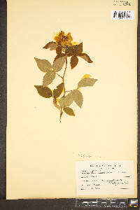 Rosa setigera image